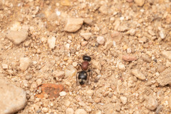 Blakeius bipunctatus