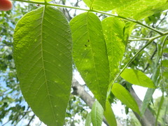 Corythucha juglandis