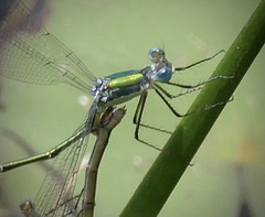 Lestes inaequalis