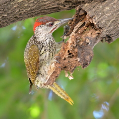 Campethera abingoni suahelica