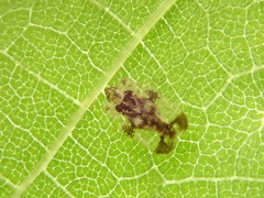 Corythucha juglandis