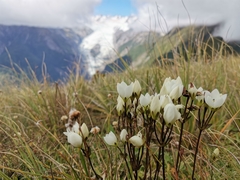 Gentianella bellidifolia
