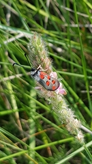 Zygaena rhadamanthus
