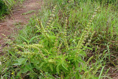 Ocimum americanum