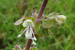 Ocimum americanum