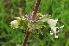 Ocimum americanum