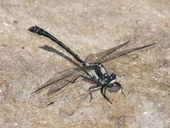 Octogomphus specularis