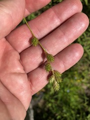 Carex foenea