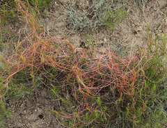 Cuscuta approximata