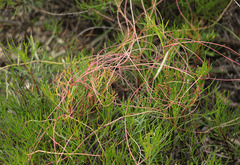 Cuscuta approximata