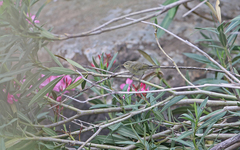 Phylloscopus ibericus