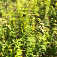 Carex foenea