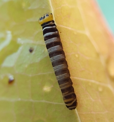 Coeliades forestan forestan