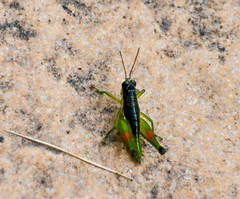 Liebermannacris dorsualis