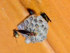Polistes myersi
