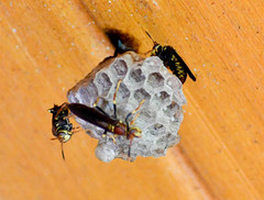 Polistes myersi