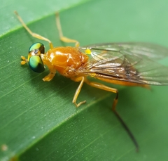 Ptectisargus ranohira