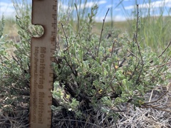 Artemisia arbuscula
