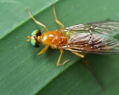 Ptectisargus ranohira