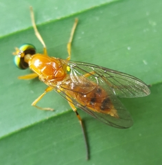 Ptectisargus ranohira