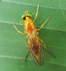 Ptectisargus ranohira