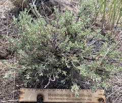 Artemisia arbuscula