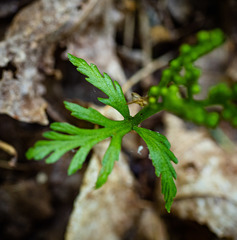 Botrychium angustisegmentum
