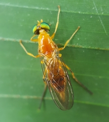 Ptectisargus ranohira