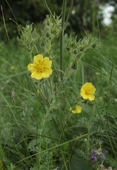 Potentilla astracanica