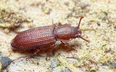 Pycnomerus terebrans