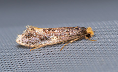 Monopis weaverella