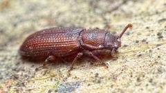 Pycnomerus terebrans