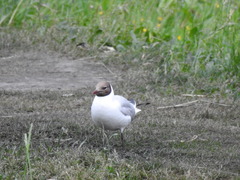 Chroicocephalus ridibundus