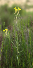 Erysimum canescens