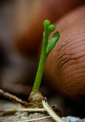Botrychium tenebrosum