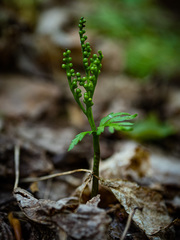 Botrychium angustisegmentum