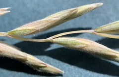 Elymus lanceolatus