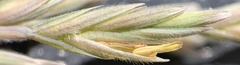 Elymus lanceolatus