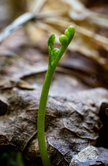 Botrychium tenebrosum