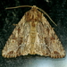 Gray Woodgrain Moth - Photo (c) Monica Krancevic, some rights reserved (CC BY-NC), uploaded by Monica Krancevic