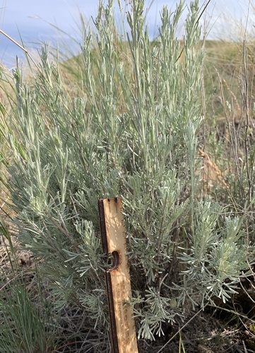 Artemisia tripartita ssp. tripartita
