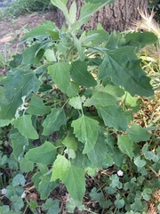 Chenopodium album