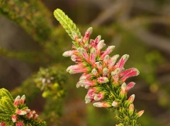 Erica densifolia