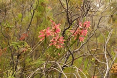 Erica densifolia