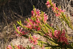 Erica densifolia