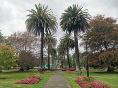 Phoenix canariensis