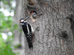 Dendrocopos major
