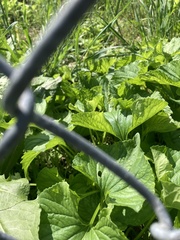 Chenopodium album