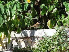 Zonotrichia capensis