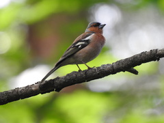Fringilla coelebs